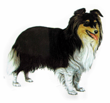 Sheepdog dog breed